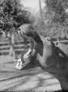 Hippo with mouth wide open