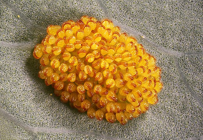 图为蕨类植物金黄水龙骨（'Phlebodium aureum'）的孢子堆。