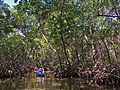 An ecotourist on a kayak tunnels through red mangrove trees and roots