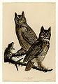 61. Great Horned Owl