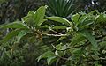 Acnistus arborescens, cultivated plant, Lankester Botanical Garden Costa Rica.