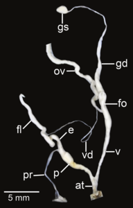 Amphidromus fuscolabris; at – atrium; e – epiphallus; fl – flagellum; fo – free oviduct; gd – gametolytic duct; gs – gametolytic sac; ov – oviduct; p – penis; pr – penial retractor muscle; v – vagina; vd – vas deferens