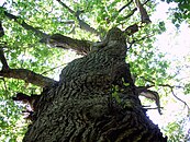 Lake Aspen, old oaks