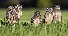 owls