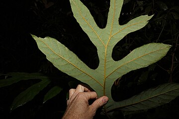 Underside of the leaf