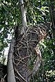 Taken in Melbourne Botanical Gardens. I've already named it a strangler fig, but I'd like to have a second (or more!) opinion