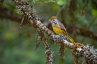 At Phulchowki, Lalitpur, Nepal