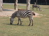 长隆野生动物世界的斑马