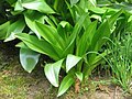 Colchicum bornmuelleri leaves