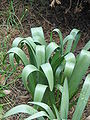 Colchicum bulbocodium leaves