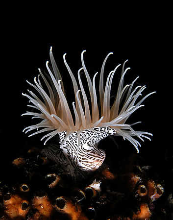 Anemone