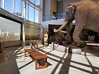 A photo of a gallery in the Museum of Idaho, including a life-size Columbian mammoth replica.