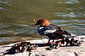 Female Common Merganser