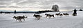 dog sled race