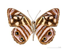 D. postverta postverta