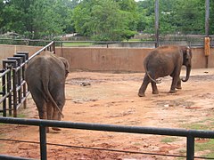 Elephants.