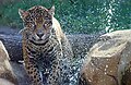 A jaguar splashes in water