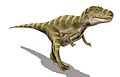 Gorgosaurus, an advanced tyrannosaurid.