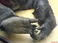 Gorilla hand and foot