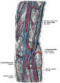 The deep veins of the upper extremity.