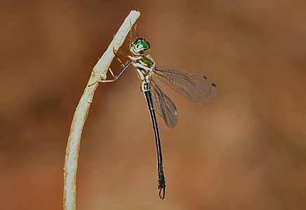 Idionyx gomantakensis male