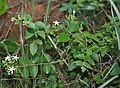 优底迦花（Jasminum auriculatum），拍摄于印度安得拉邦契托尔县Talakona森林中。