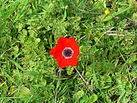 The original photo, aspect ratio 1.333, in which the flower uses only a small part of the frame