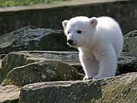 Knut during his public unveiling at the Berlin Zoo on 23 March 2007