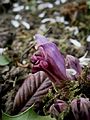 Lathraea clandestina close-up flower