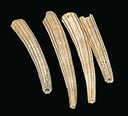 上新世的Dentalium species化石