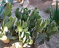 Opuntia microdasys