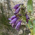 Flowers of Penstemon whippleanus