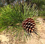 cone and foliage