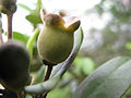 Rhodomyrtus tomentosa immature fruit.