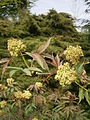 Sambucus racemosa