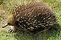 Short-beaked Echidna Tasmania