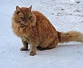 Another Siberian cat in snow (Source)