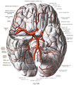 The arteries of the base of the brain. Basilar artery labeled below center. The temporal pole of the cerebrum and the cerebellar hemisphere have been removed on the right side. Inferior aspect (viewed from below).