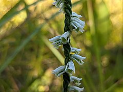 Spiranthes lacera var. gracilis