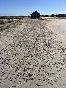 Sun-dried fish in Caracol, Nord-Est