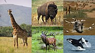 Montage of various artiodactyls
