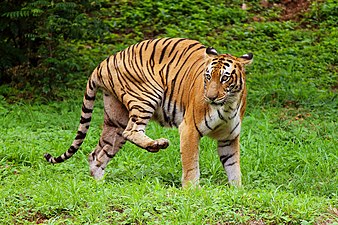 Royal Bengal iger