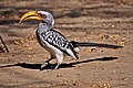 位于博茨瓦纳喀拉哈里沙漠的成年雄鸟