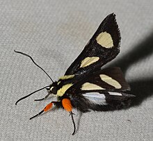 An adult moth of the Alypia octomaculata. Its entire body is black, except for its pale yellow shoulder-pad like pattern. It has two spots on each wing.