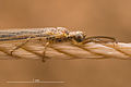 Thorax and head (with club-shaped antenna) of antlion adult