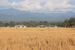 Light-coloured fields of grain near large mountains