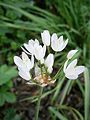 Allium roseum inflorescence