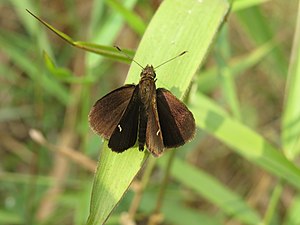 Dorsal view