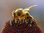 A honey bee covered with pollen sits on an flower head.