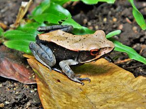 Lateral view